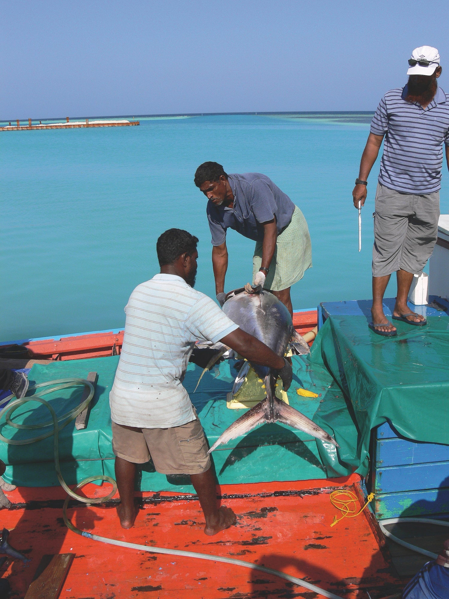 Fishermen in Sri Lanka catching a massive tuna 