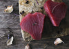 Ruby red slice of tuna