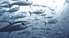 Tuna fish swimming freely in the ocean